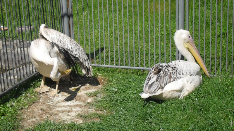 ZOO Kosice 2012  6.JPG