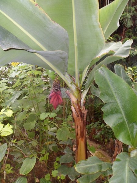 Botanicka zahrada 2013 2.JPG