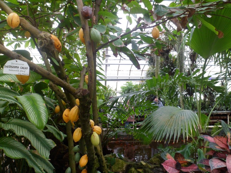 Botanicka zahrada 2013 24.JPG