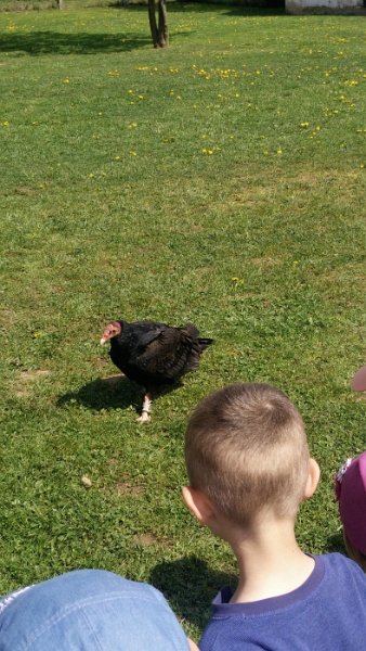 Sokoliari Kurima 10.jpg