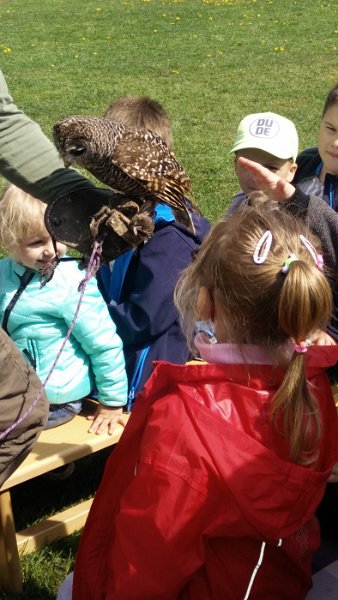 Sokoliari Kurima 19.jpg