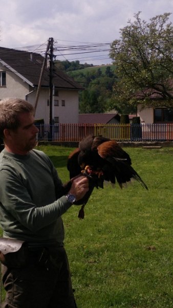 Sokoliari Kurima 8.jpg